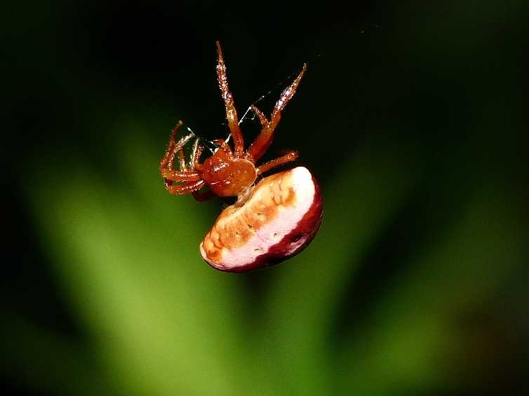 Cyrtarachne ixoides - Calenzano (FI)